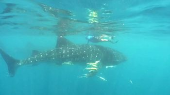 Supreme Committee for Delivery & Legacy TV Spot, 'Qatar Stories: Whale Sharks'