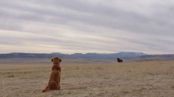 Budweiser: A Clydesdale's Journey