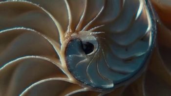Squarespace: Teaser: Everything to Shell Anything