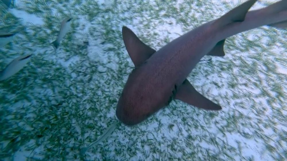 World Wildlife Fund TV Spot, 'Discovery Channel: 2024 Shark Week'