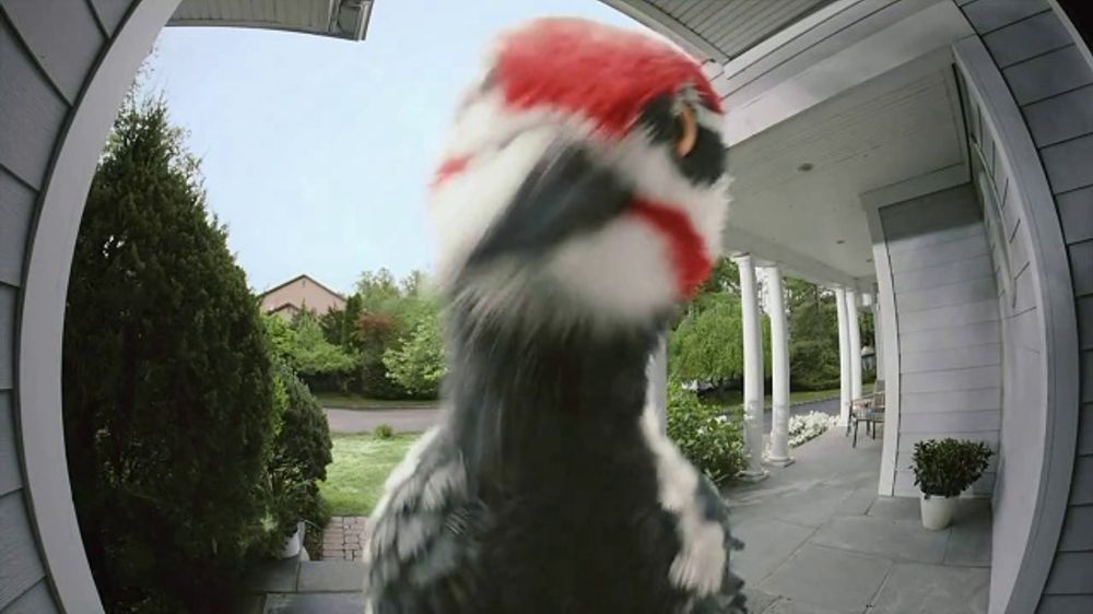 Unwanted Guest: Woodpecker thumbnail