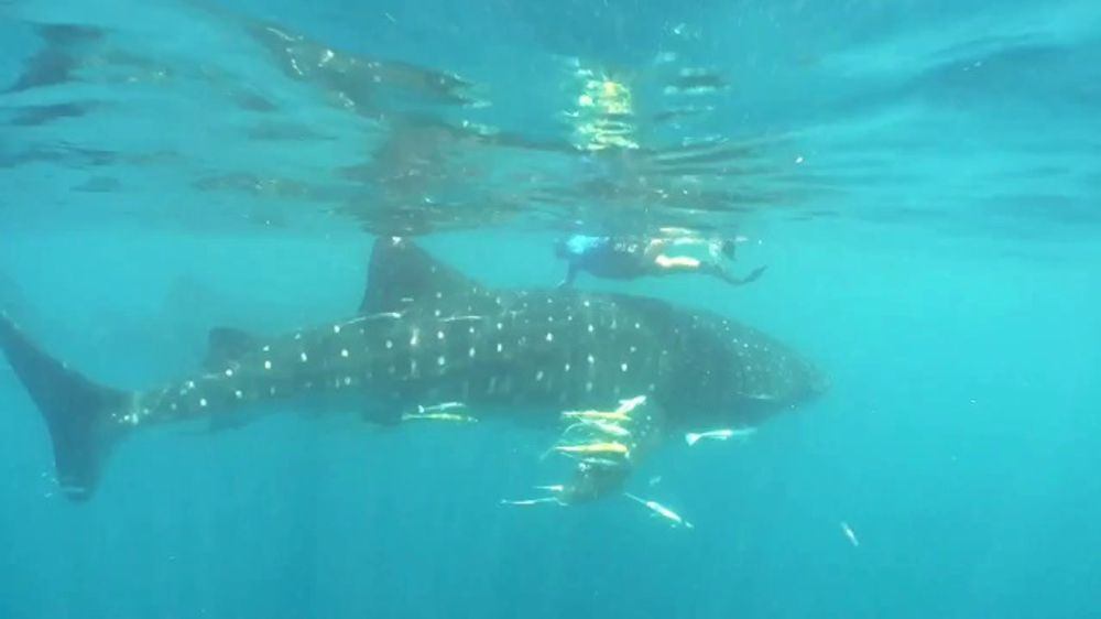 Qatar Stories: Whale Sharks thumbnail